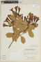 Schultesianthus megalandrus image