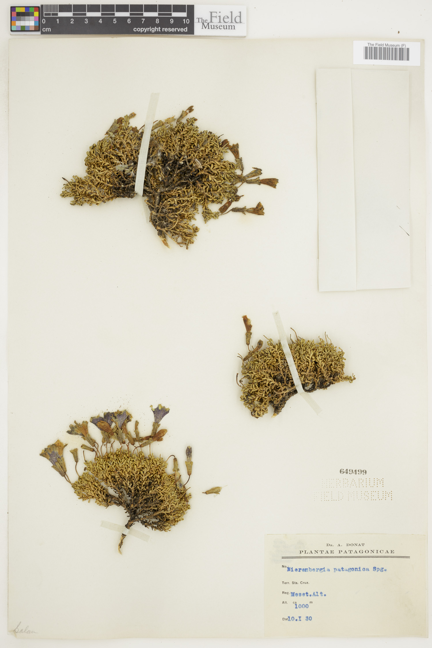Petunia patagonica image