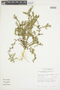 Nierembergia pulchella image