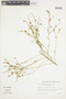 Nierembergia scoparia image
