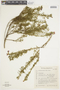 Calibrachoa paranensis image