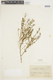 Calibrachoa paranensis image