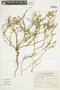Calibrachoa thymifolia image