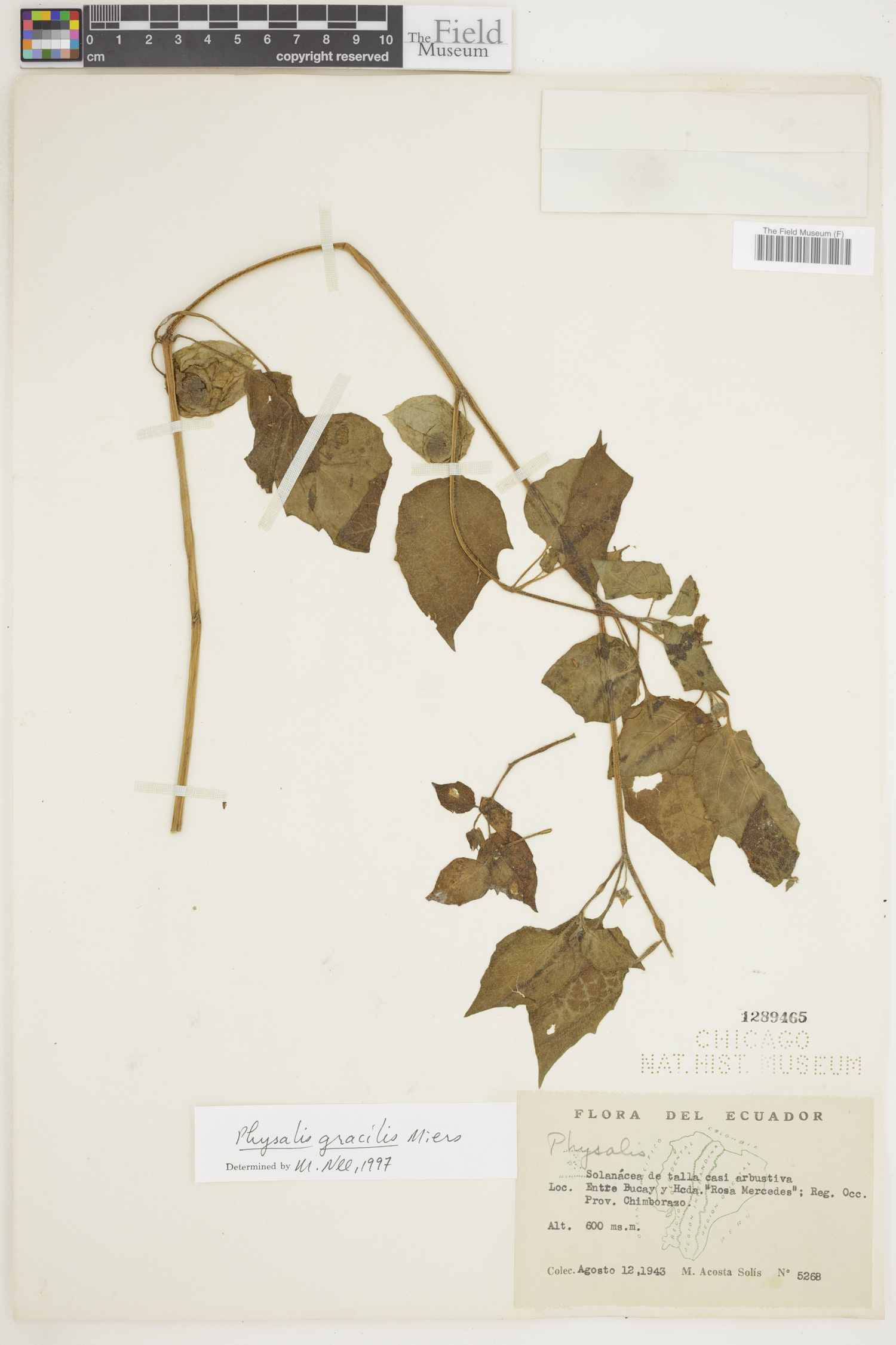 Physalis gracilis image