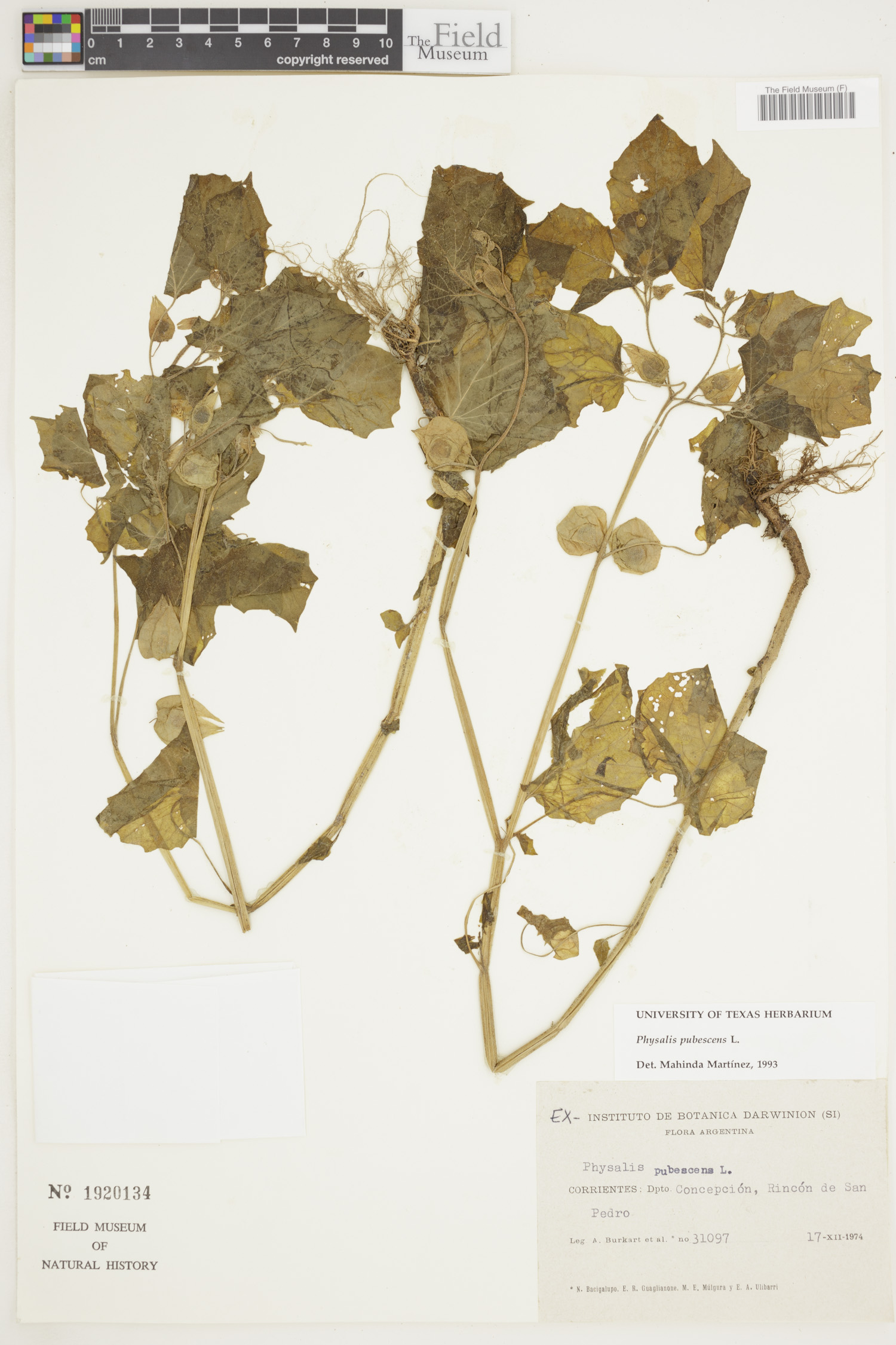 Physalis pubescens image