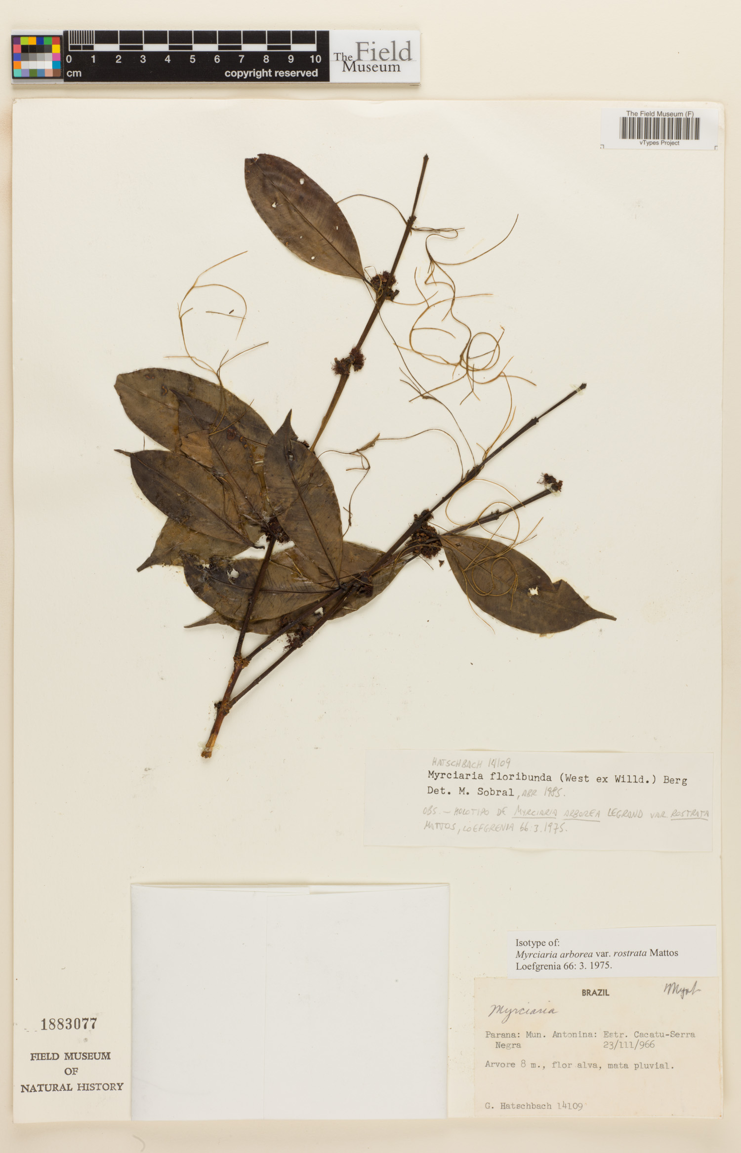 Myrciaria arborea var. rostrata image