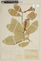 Schultesianthus odoriferus image