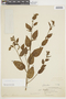 Schwenckia lateriflora image