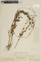 Schwenckia lateriflora image