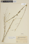 Schwenckia elegans image