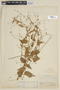 Schwenckia grandiflora image