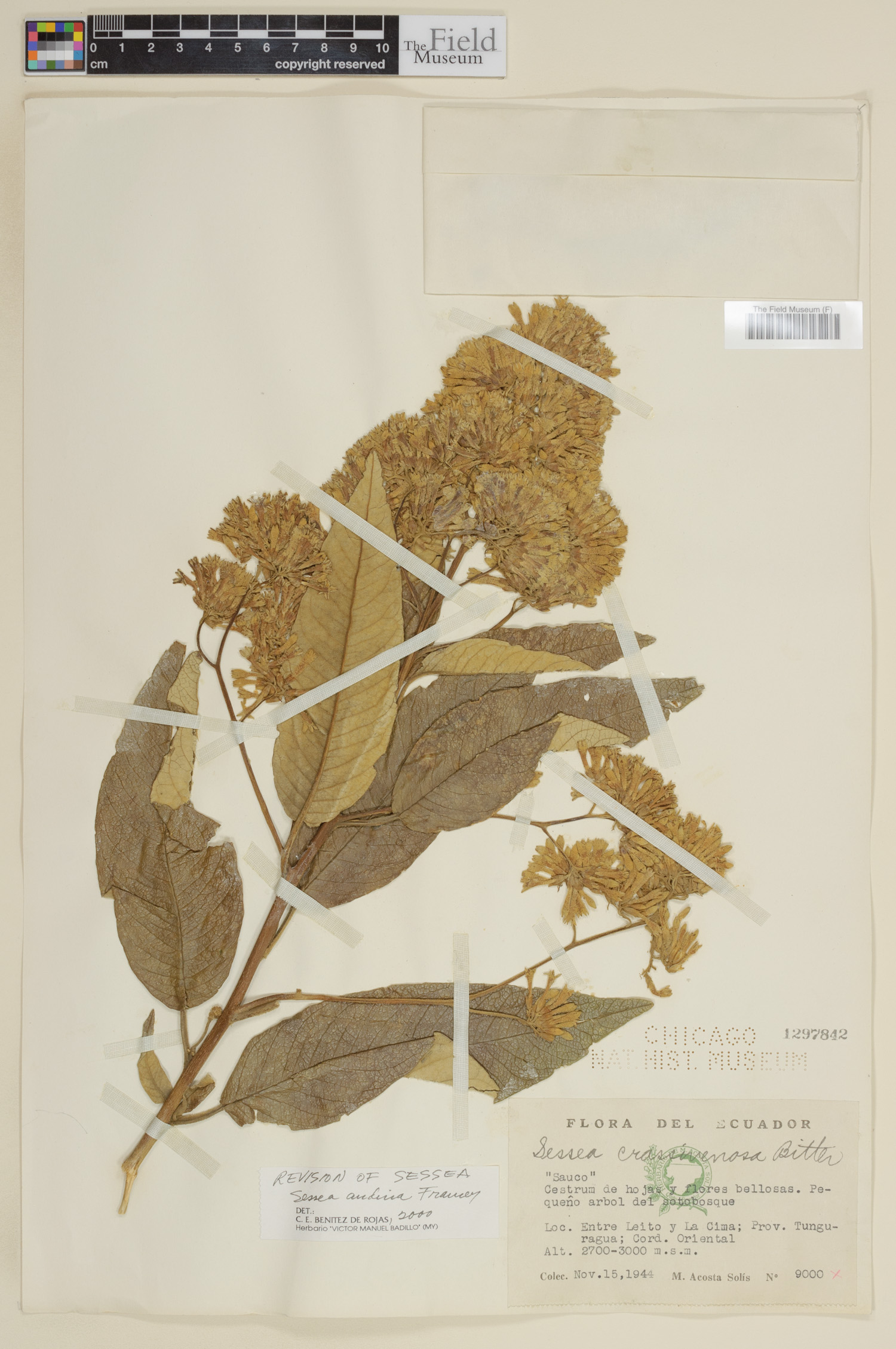 Sessea andina image
