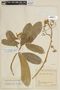 Sessea corymbiflora image