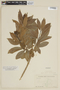 Sessea corymbiflora image