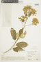Sessea graciliflora image