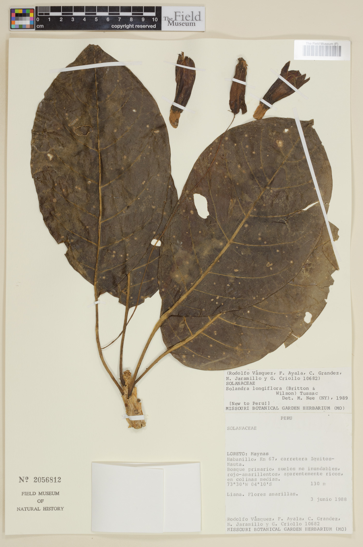 Solandra longiflora image
