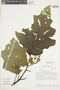 Solanum acanthodes image
