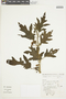 Solanum acerosum image