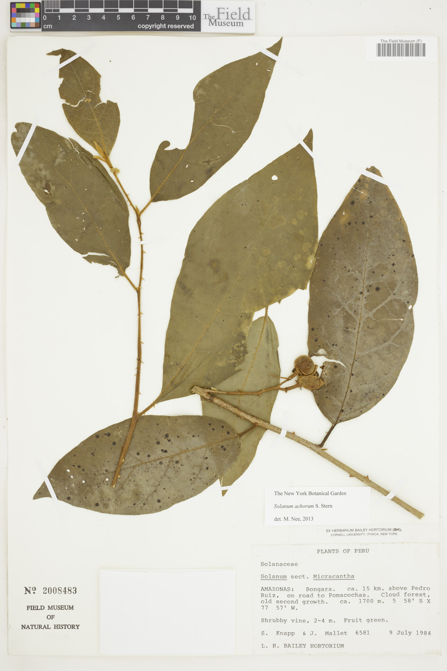 Solanum achorum image