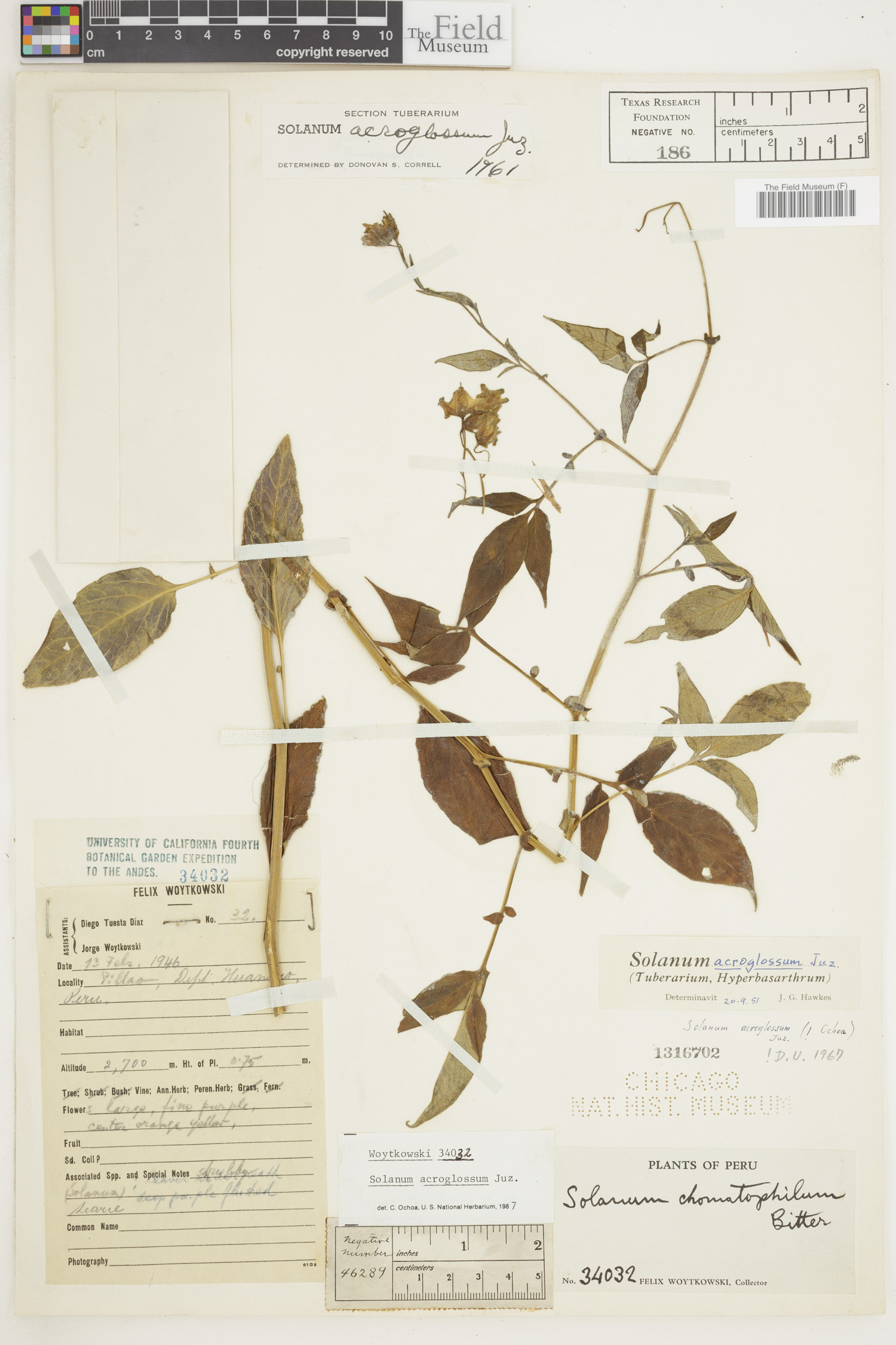 Solanum acroglossum image