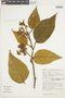 Solanum actaeibotrys image
