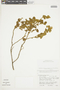 Solanum thomasiifolium image