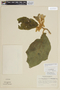 Solanum adenobasis image