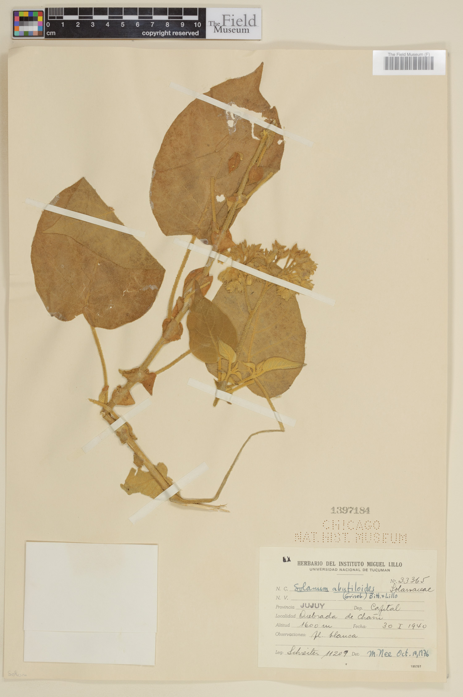 Solanum abutiloides image