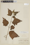 Solanum acerifolium image