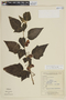 Solanum acerifolium image