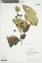 Solanum acuminatum image