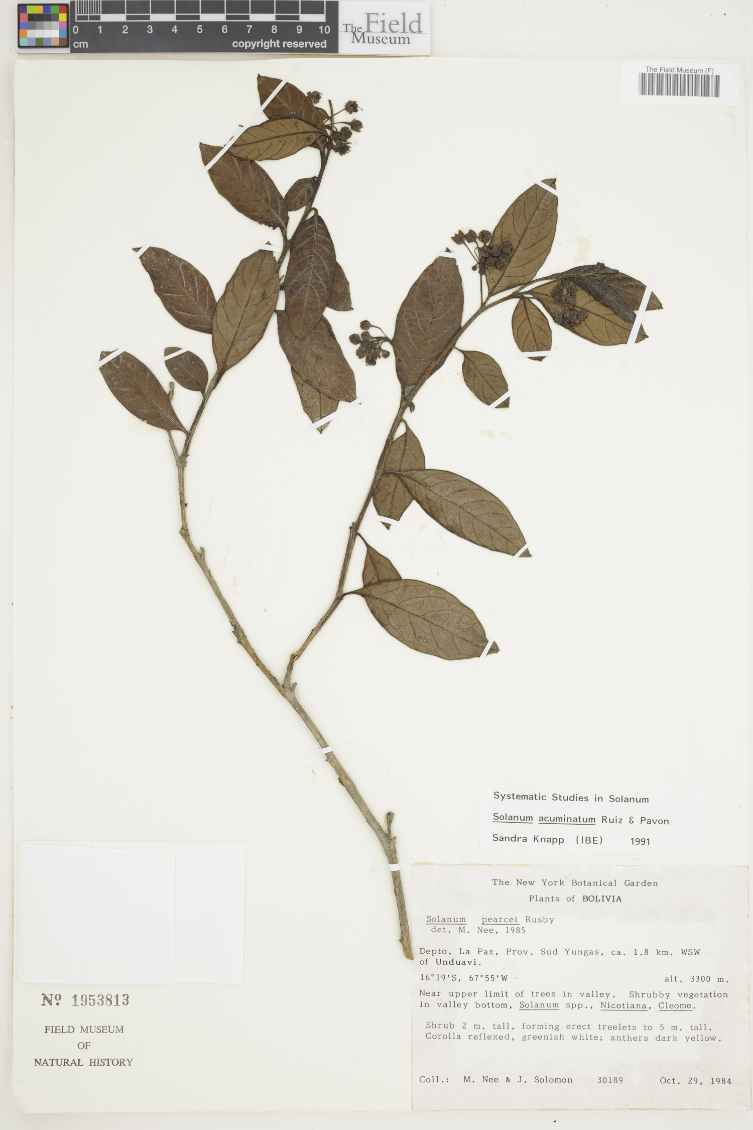 Solanum acuminatum image