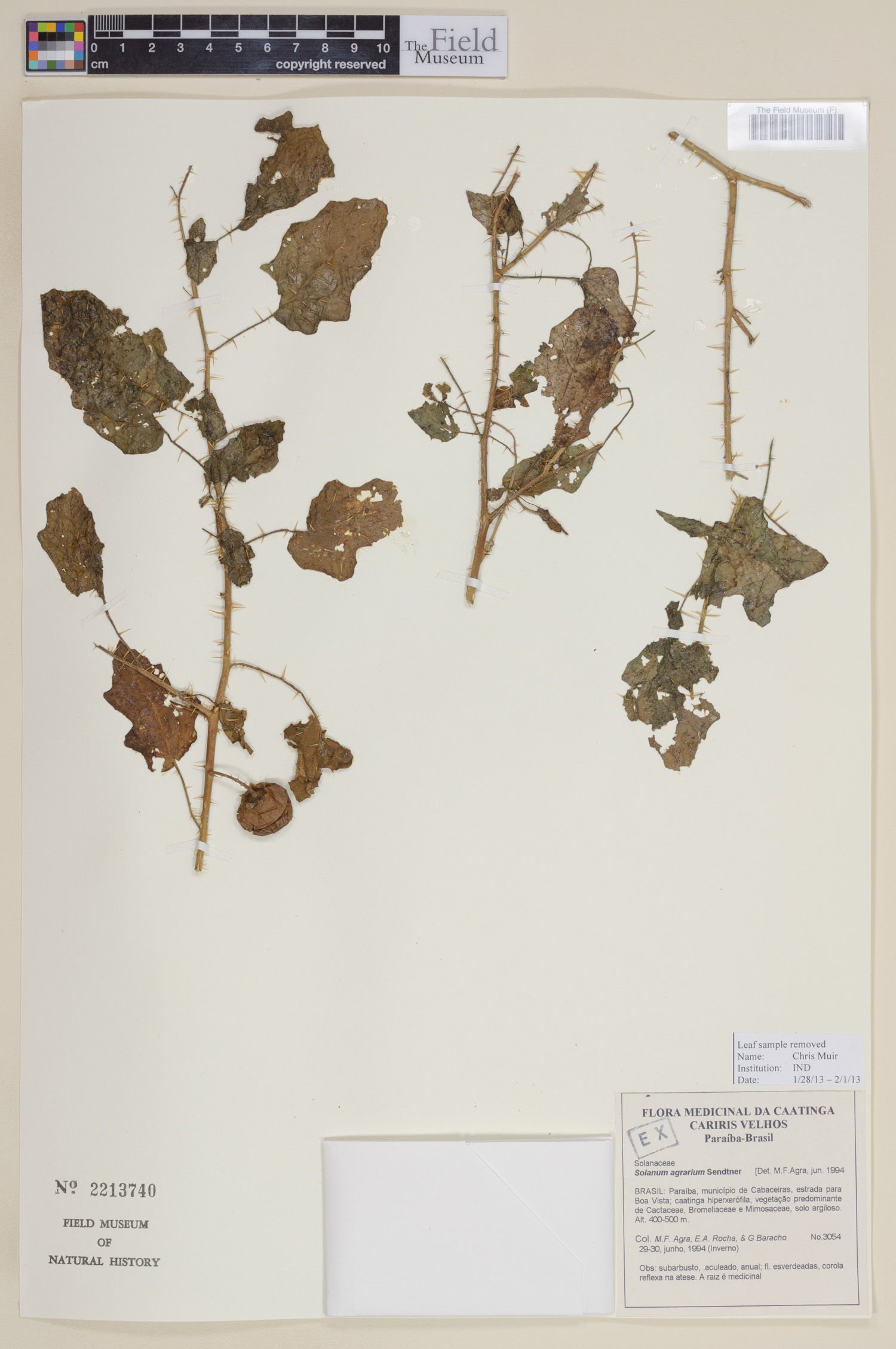 Solanum agrarium