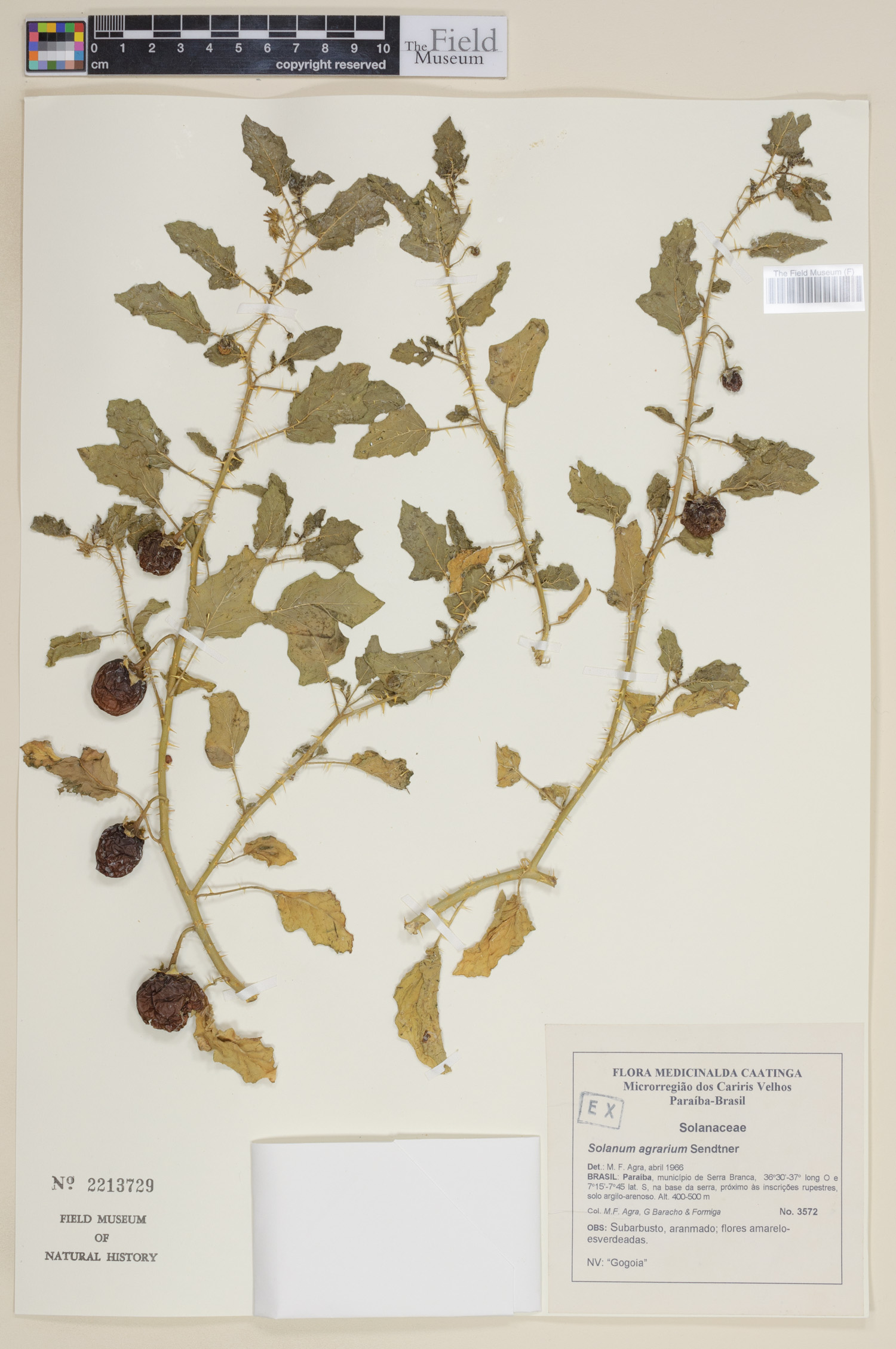 Solanum agrarium image