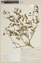 Solanum agrarium image