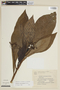Solanum alatirameum image