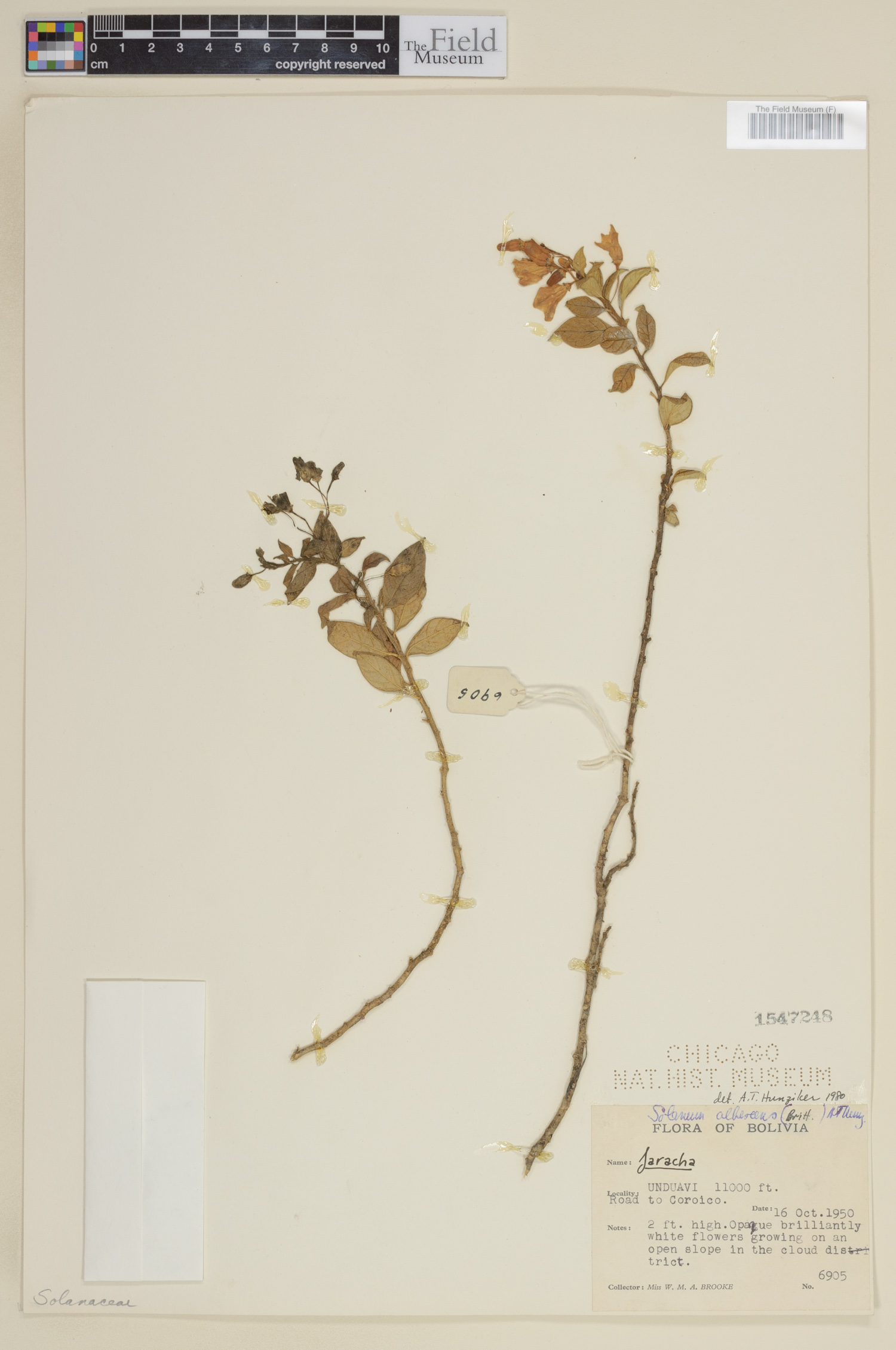 Solanum albescens image