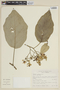 Solanum albidum image