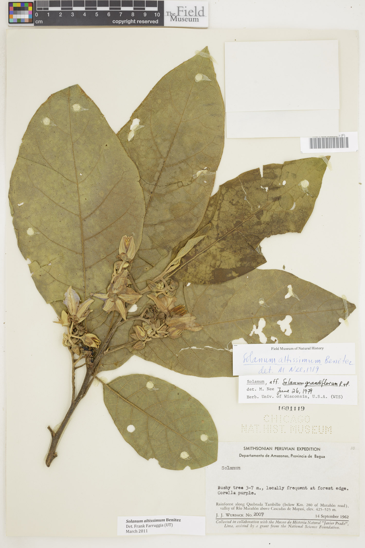 Solanum altissimum image