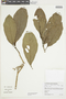 Solanum altissimum image