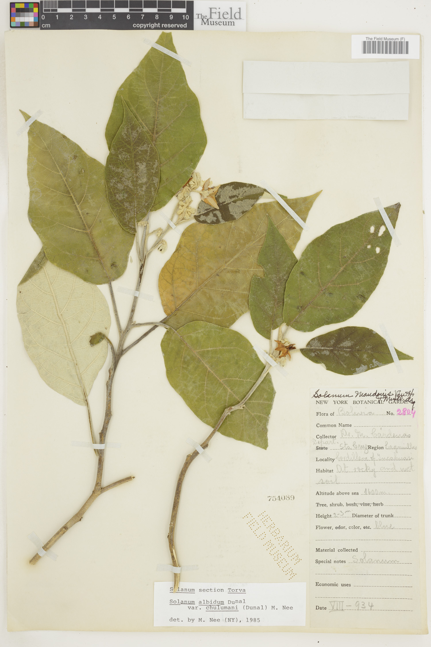 Solanum albidum image