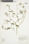 Solanum aloysiifolium image