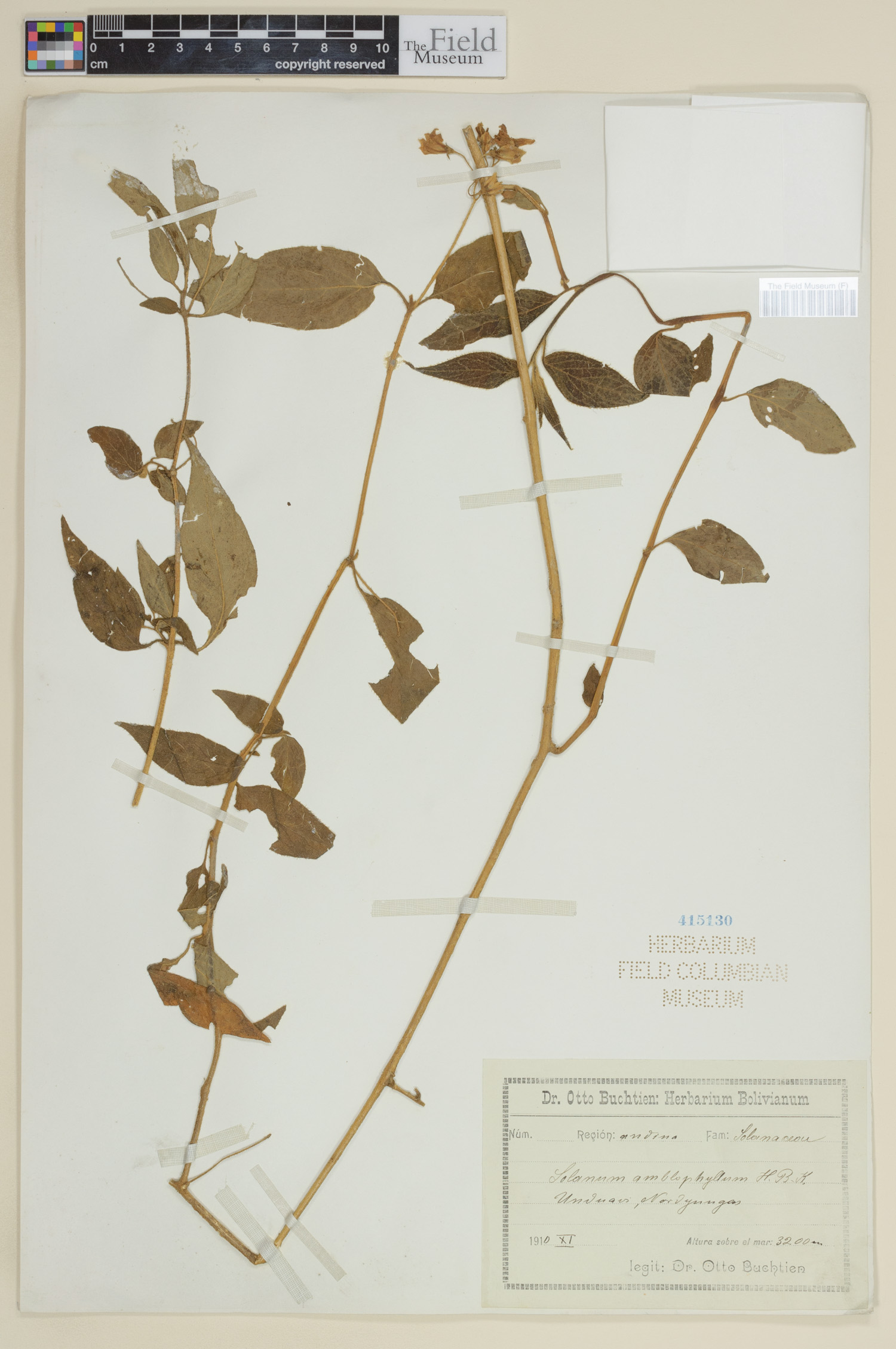 Solanum amblophyllum image