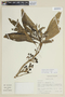 Solanum amnicola image