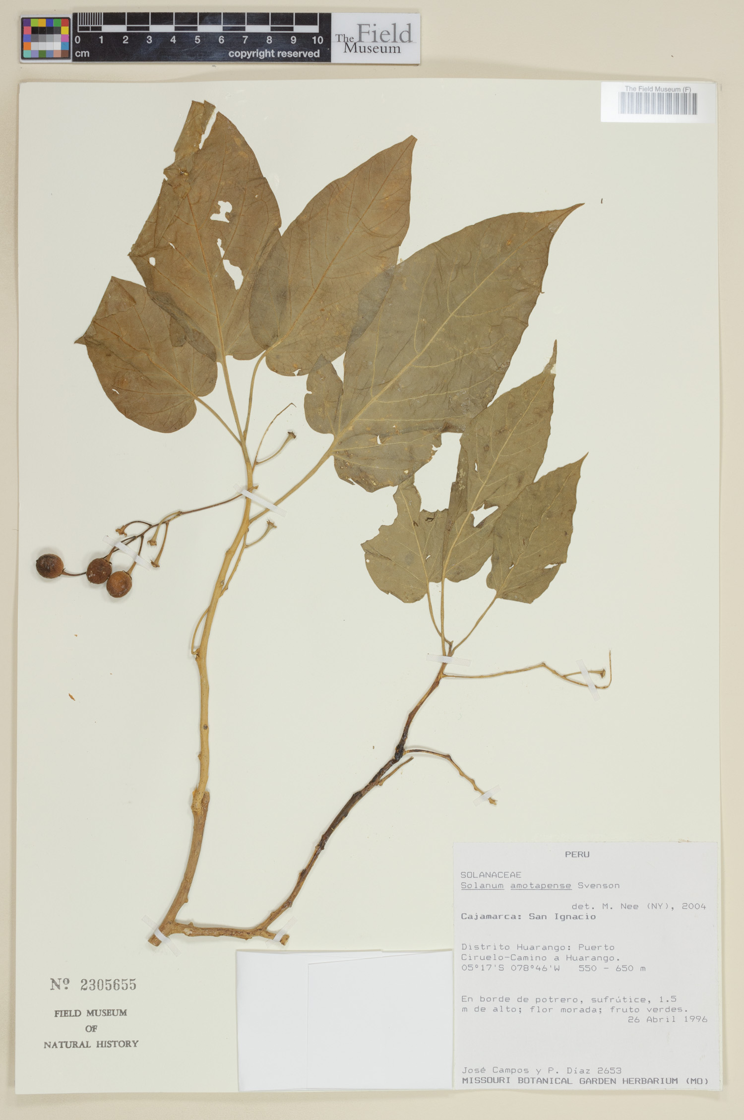 Solanum amotapense image
