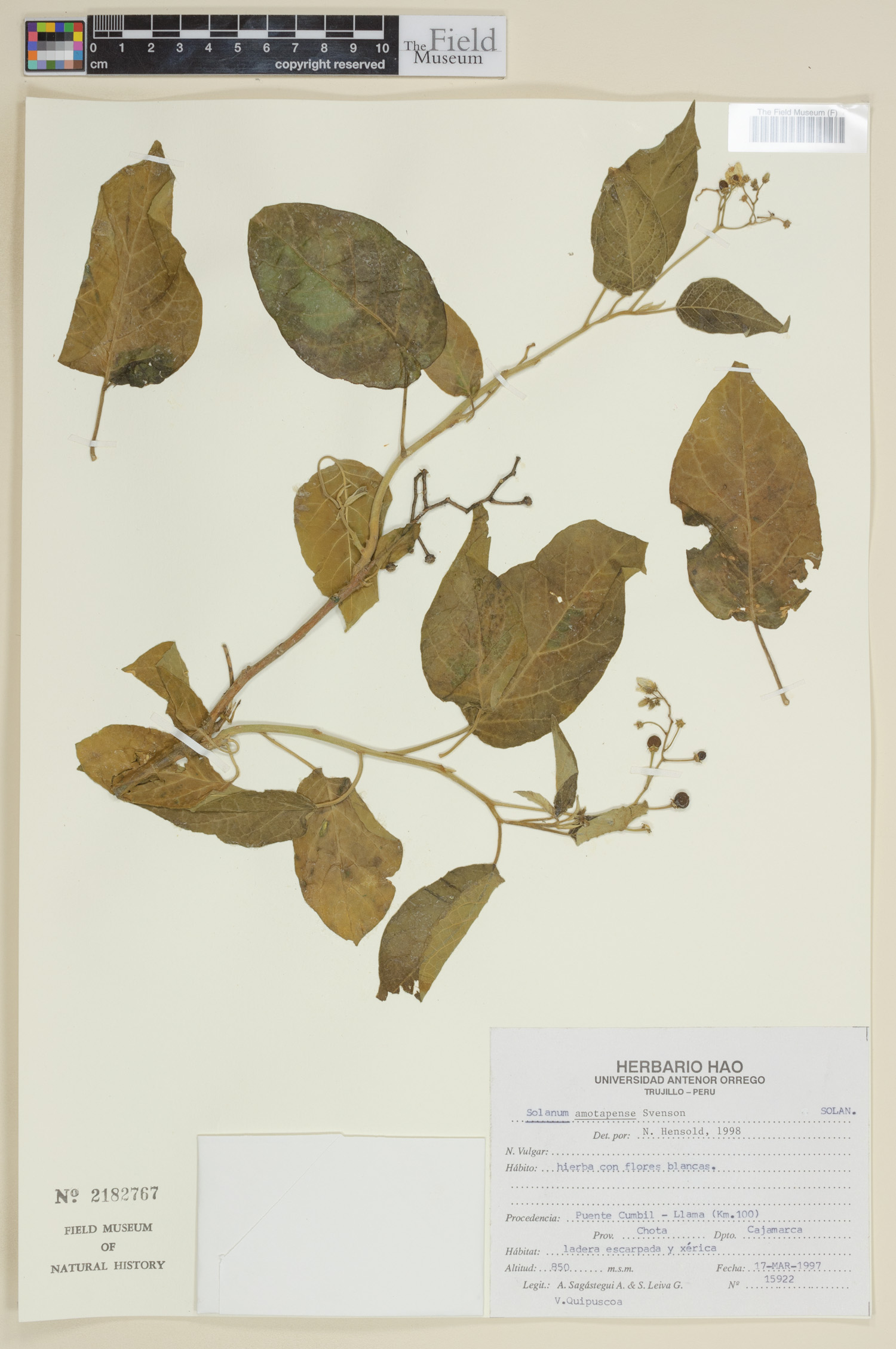 Solanum amotapense image
