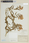 Solanum amygdalifolium image