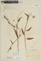 Solanum amygdalifolium image