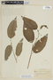Solanum anceps image