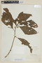 Solanum anceps image